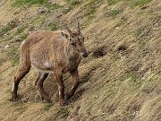 Laghi Gemelli dalle Baite di Mezzeno, fiori, stambecchi e ancora neve (4giu21) - FOTOGALLERY